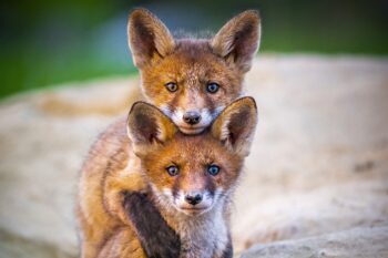 Véget ért a „Sokszínű Balaton-felvidék” fotópályázat, ahol a Balaton-felvidék élővilágát bemutató csodás fotókat díjazták